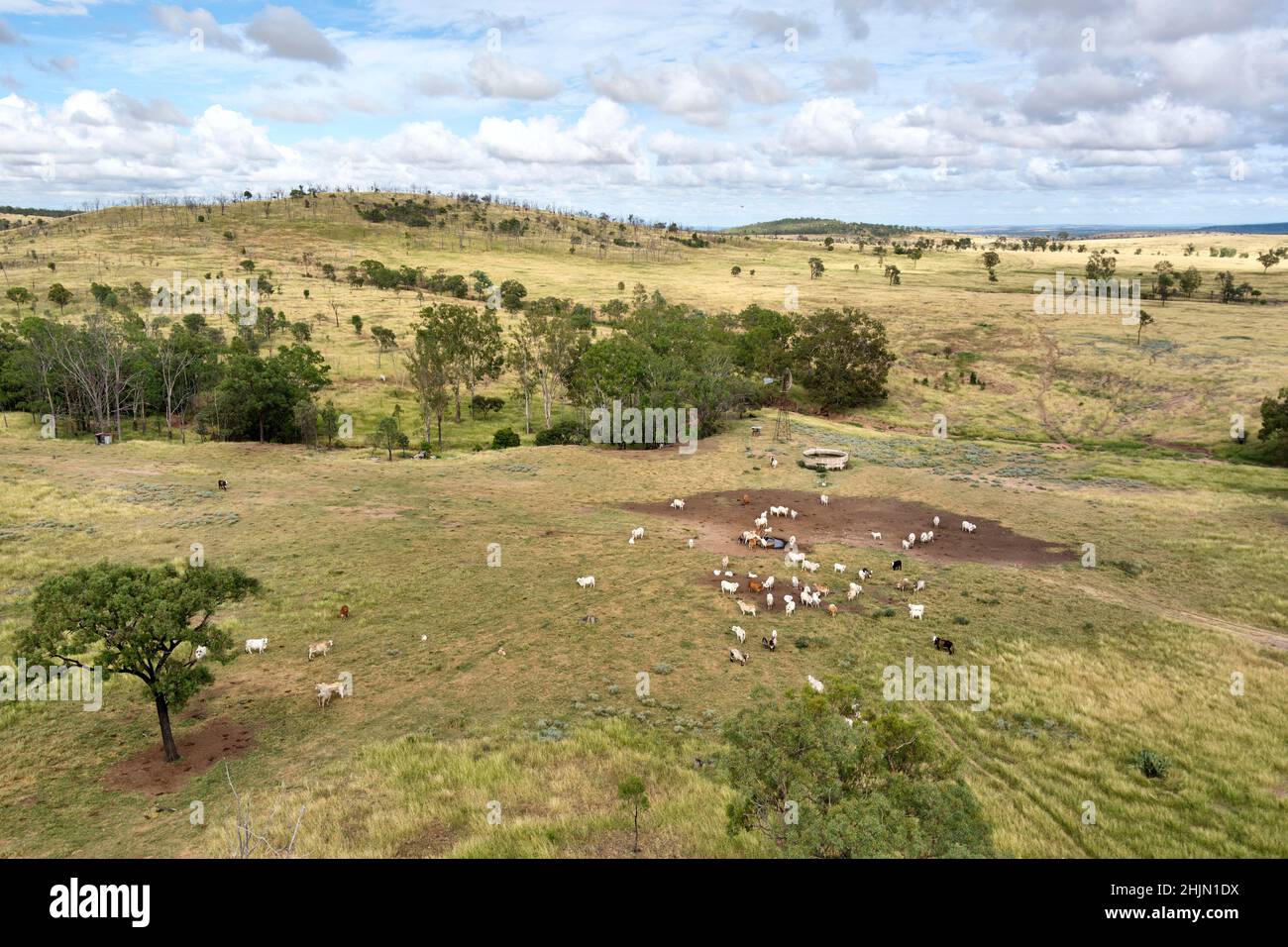 Luftaufnahme von Brahman-Rindern in der Wasserwindmühle auf der Inland Defense Road Queensland Australia Stockfoto