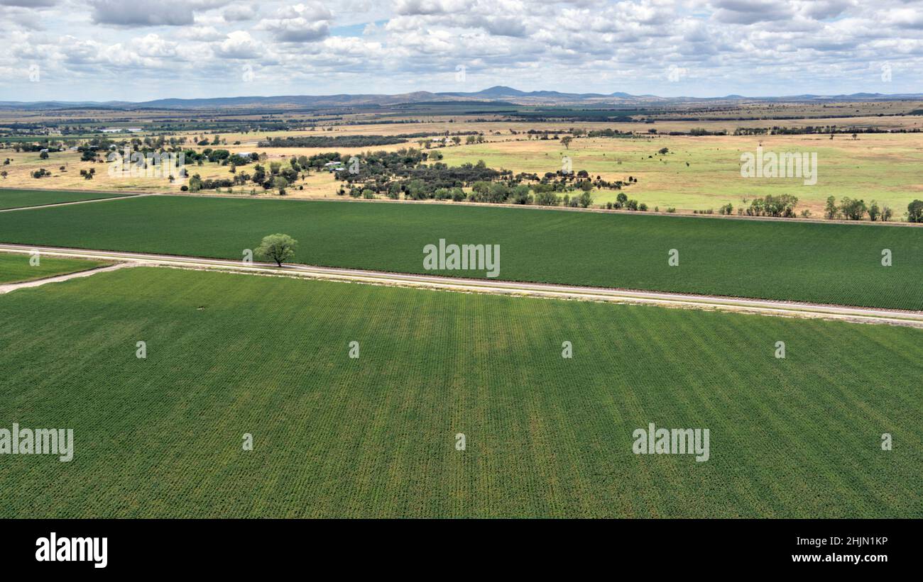 Luftaufnahme von Baumwollfarmen, die mit Wasser aus dem Dawson River in der Nähe von Theodore Queensland Australia bewässert wurden Stockfoto