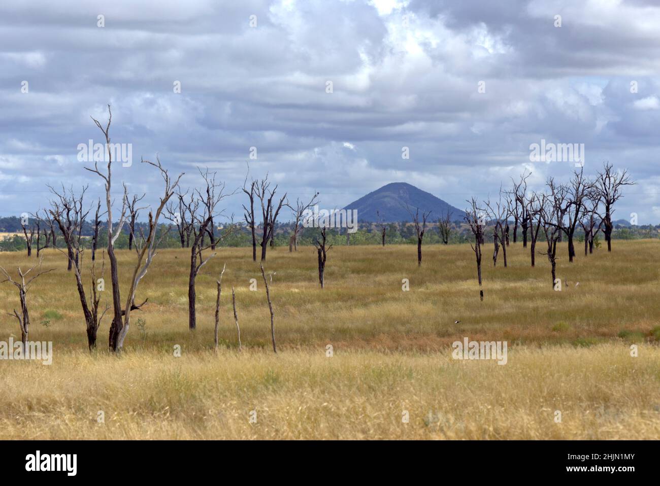 Ringbelled Bäume eine Methode verwendet, um Land zu räumen, um Platz für Gras in Vieh Weide kambodschanischen Queensland Australien machen Stockfoto
