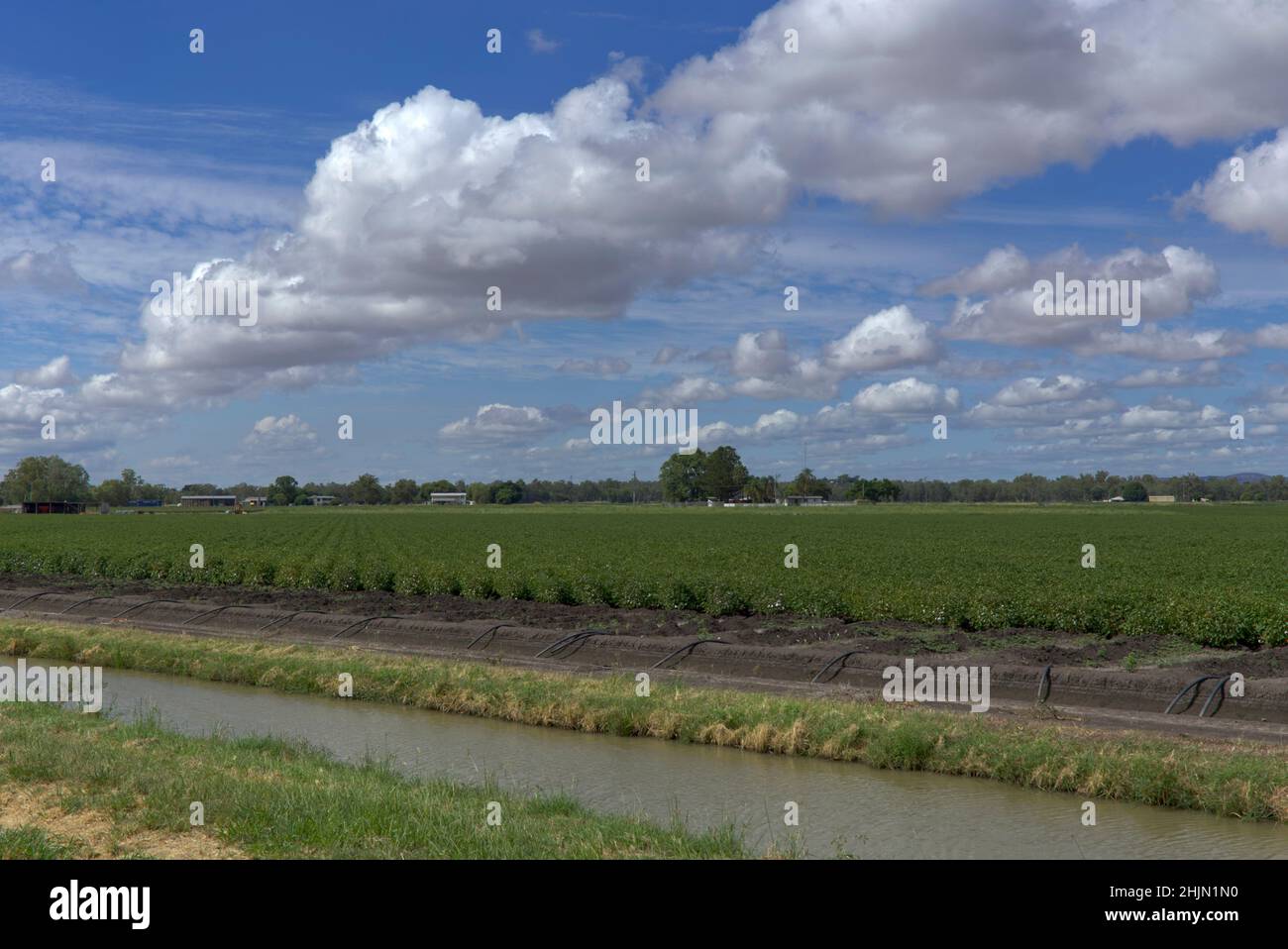 Bewässerte Baumwollfelder aus dem Wasser des Dawson River in der Nähe von Theodore Queensland Australia Stockfoto