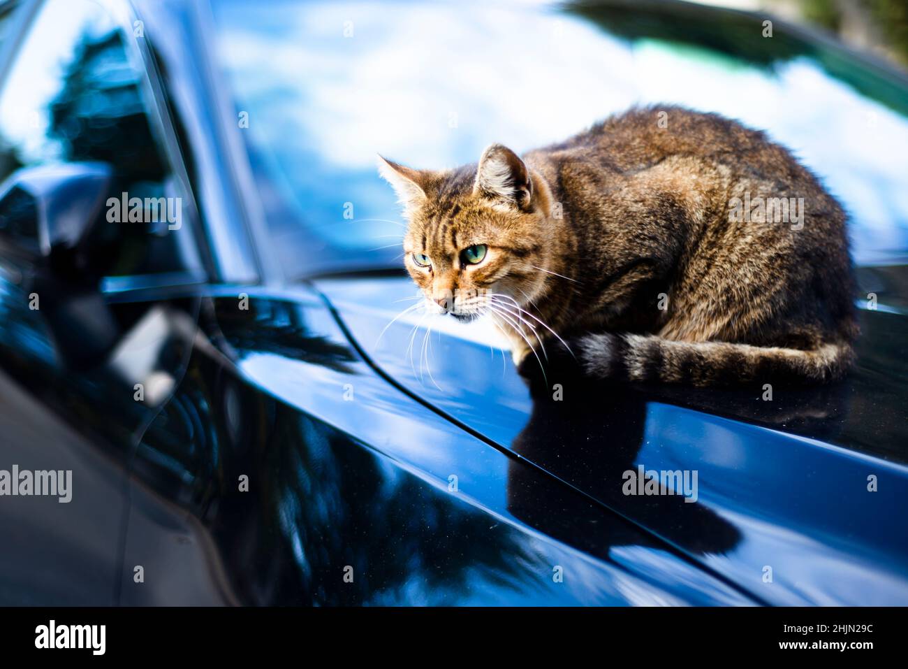 Eine gestromte Katze mit grünen Augen sitzt auf der Motorhaube eines Autos. Stockfoto