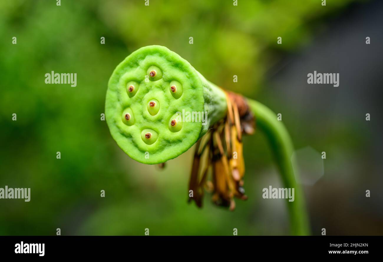 Nahaufnahme des Lotus-Samenbeins, sieben Lotus-Nüsse im Lotus-Pod, isoliert vor einem weichen, verschwommenen Hintergrund. Lotussamen sind reich an Protei Stockfoto