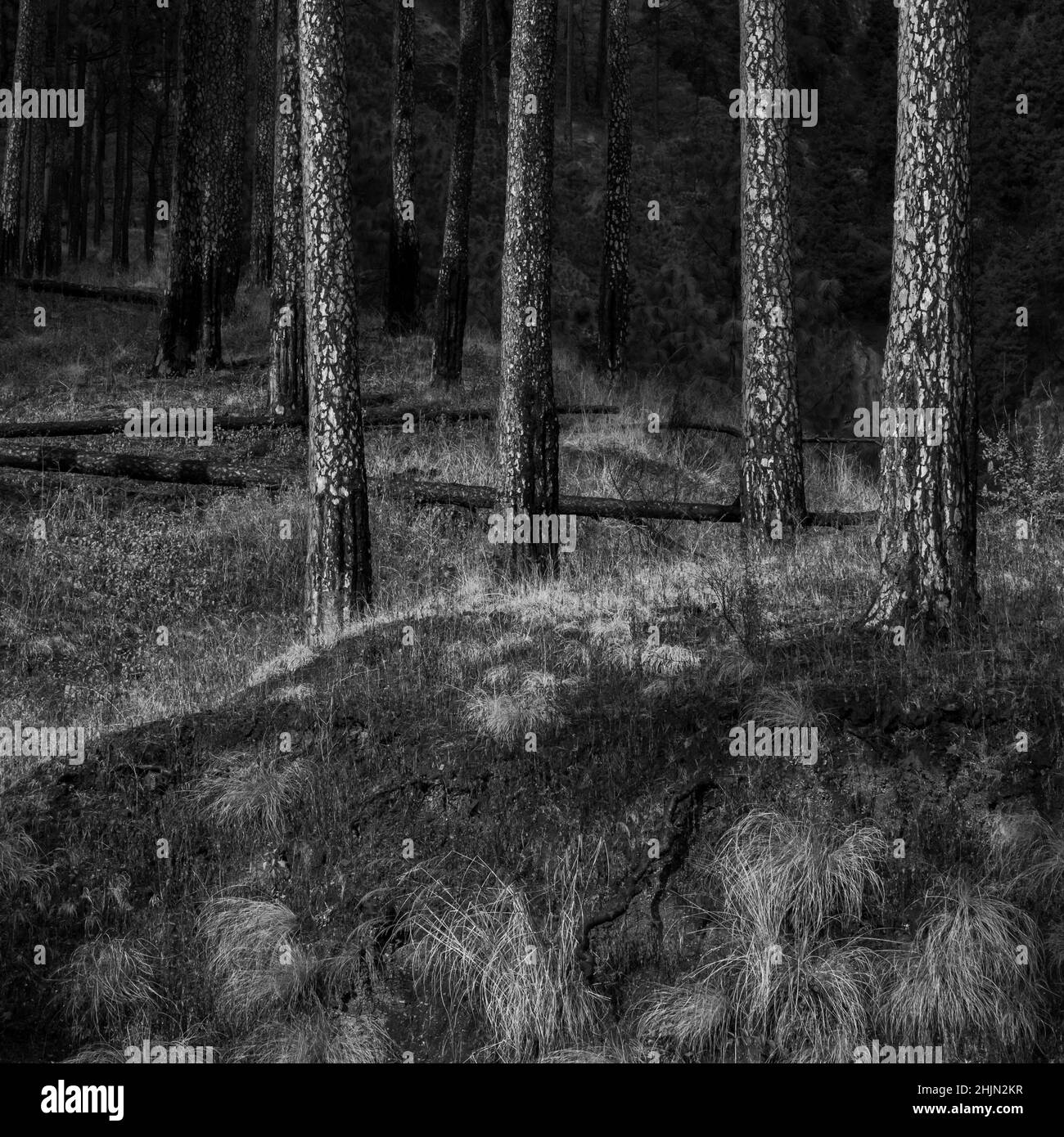 Blick auf Kiefernstümpfe mit trockenem Unterholz in Schwarz und Weiß Stockfoto