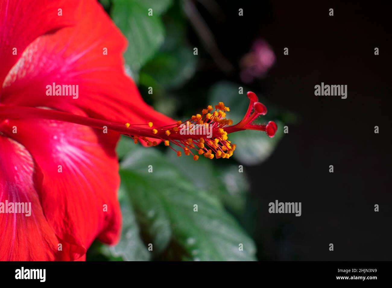 Große, rote Hibiskusblüte auf einem verschwommenen Hintergrund aus grünen Blättern, im Innenbereich angebaut, mit Schwerpunkt und Fokus auf den Staubblättern der Blüte -06 Stockfoto