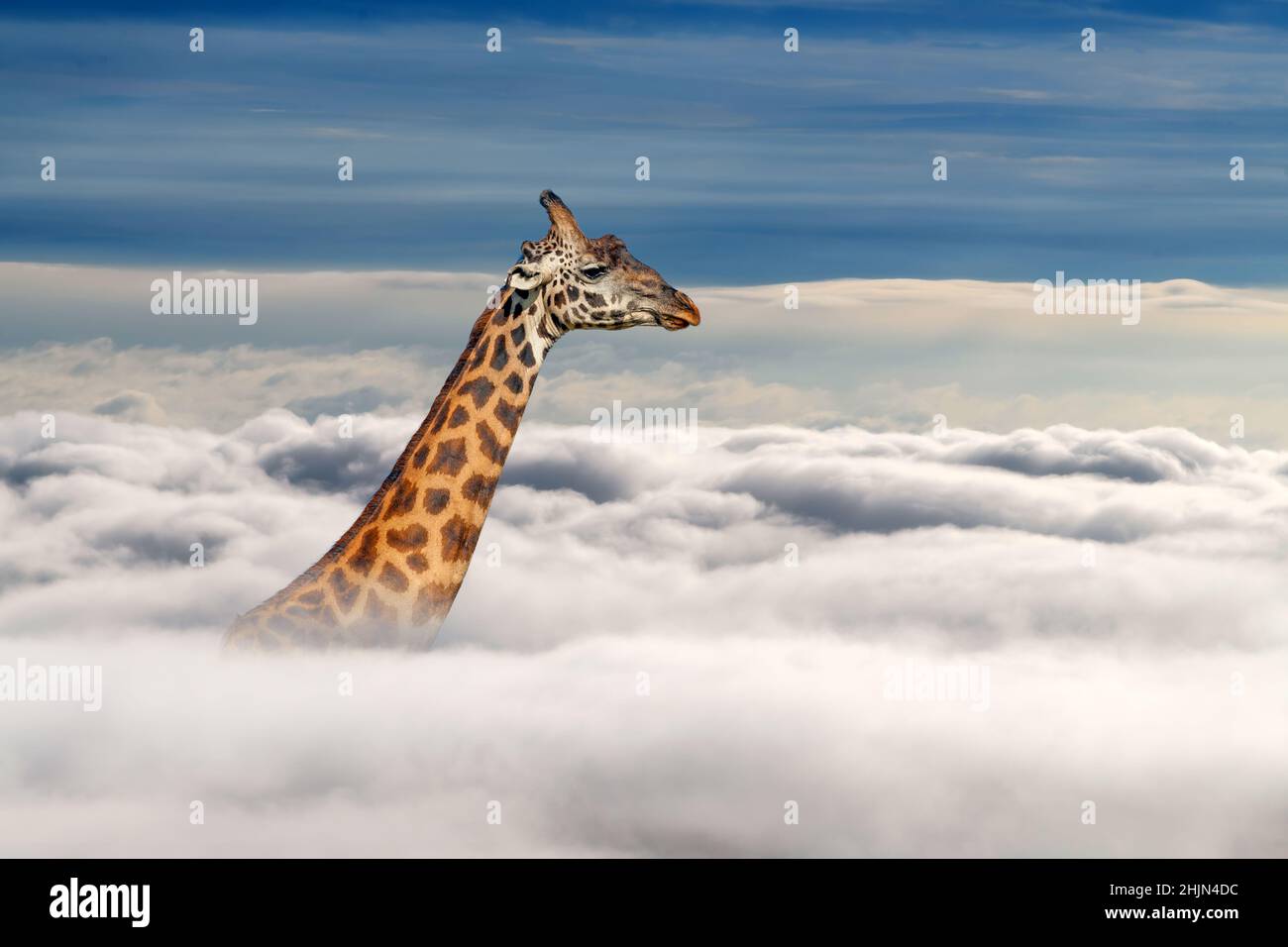 Schließen Sie Giraffe über weißen Wolken auf blauem Himmel Hintergrund Stockfoto