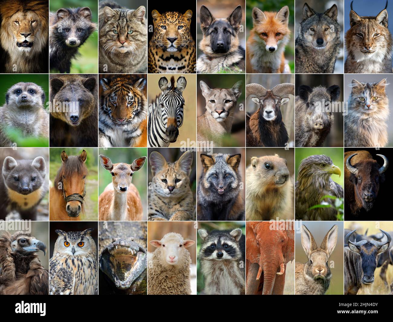 Nahaufnahme von 32 Porträts von Tieren und Vögeln Stockfoto