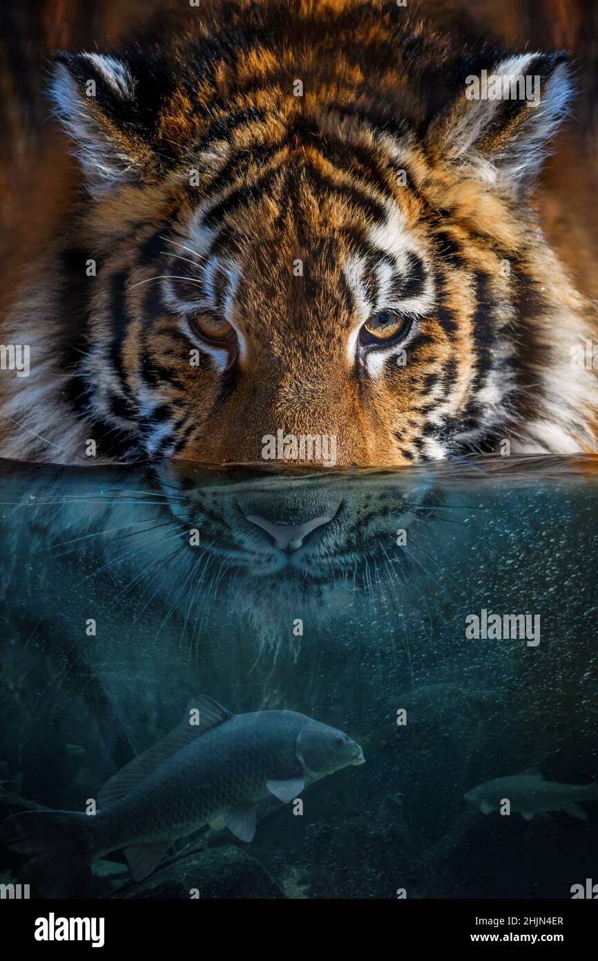 Portrait Tiger halb im Wasser. Unterwasserwelt mit Fischen und Blasen. Surreale Konzeptkunst Stockfoto