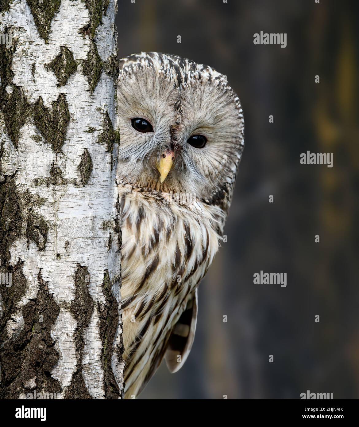 Die junge Uraleule im Herbstwald blickt hinter dem Baum hervor Stockfoto