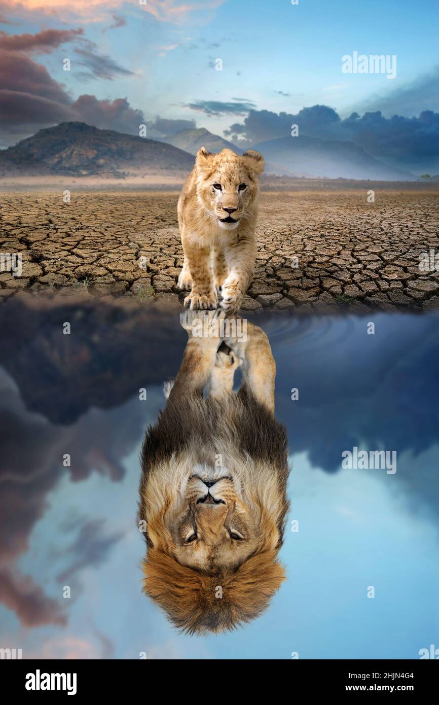 Löwenjunge, der die Spiegelung eines erwachsenen Löwen im Wasser auf einem Hintergrund von Bergen sieht Stockfoto