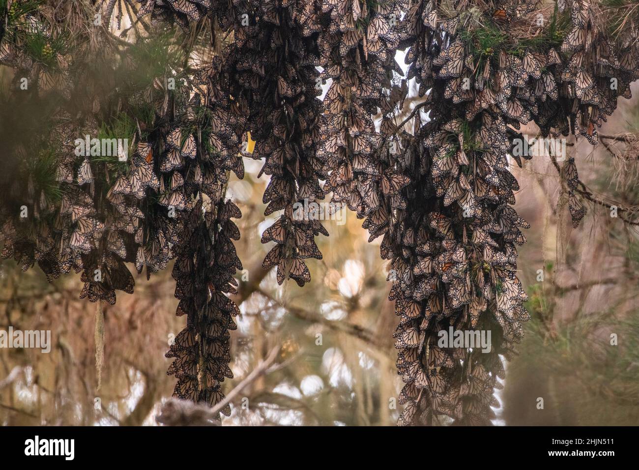 Eine Ansammlung überwternder Monarchfalter (Danaus plexippus) im Butterfly Sanctuary in Pacific Grove, Monterey County, Kalifornien. Stockfoto