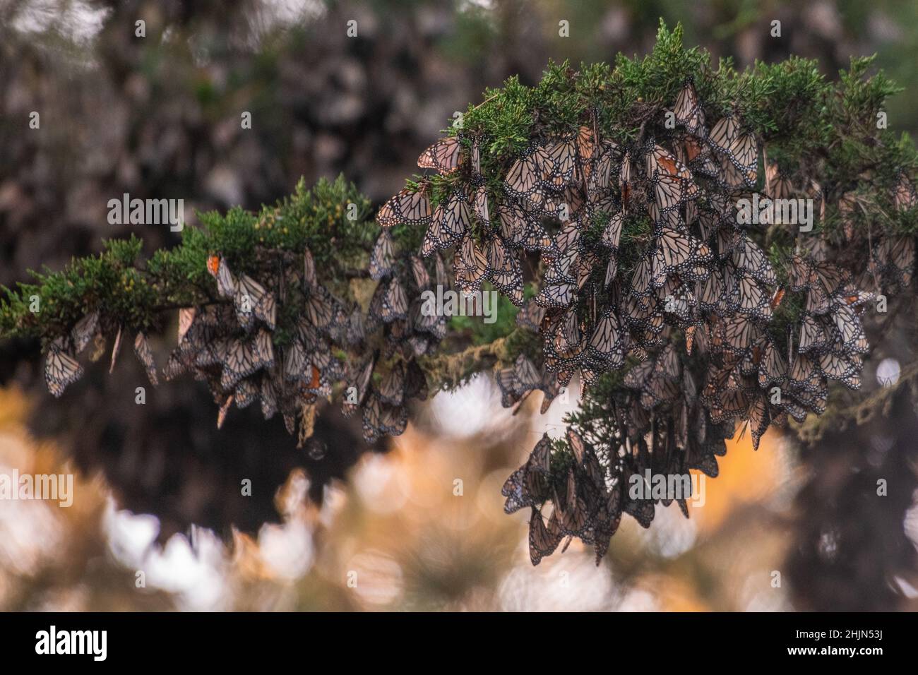 Eine Ansammlung überwternder Monarchfalter (Danaus plexippus) im Butterfly Sanctuary in Pacific Grove, Monterey County, Kalifornien. Stockfoto
