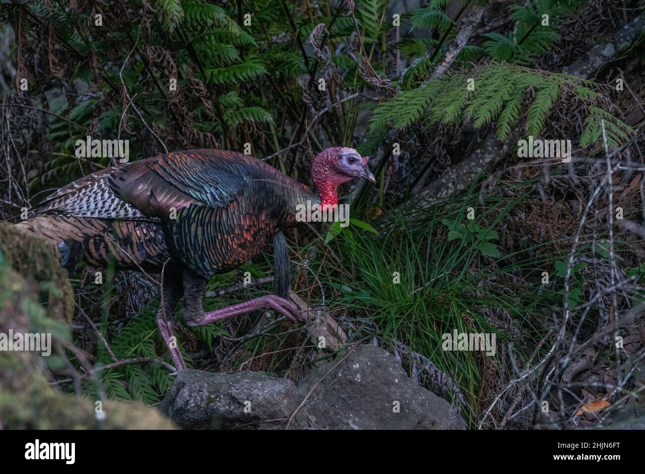 Eine wilde türkei (Meleagris gallopavo), die durch die Vegetation im Olompali historischen State Park in Marin County, Kalifornien, spaziert. Stockfoto