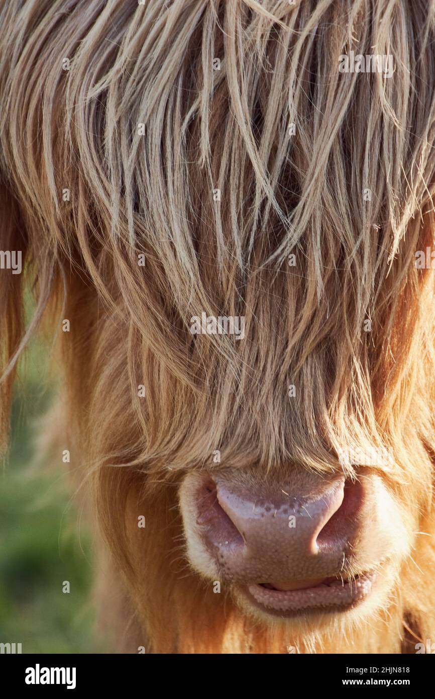 Porträt einer braunen Highland Cow mit langen Haaren und Fransen, die die Augen vollständig bedeckt. Stockfoto