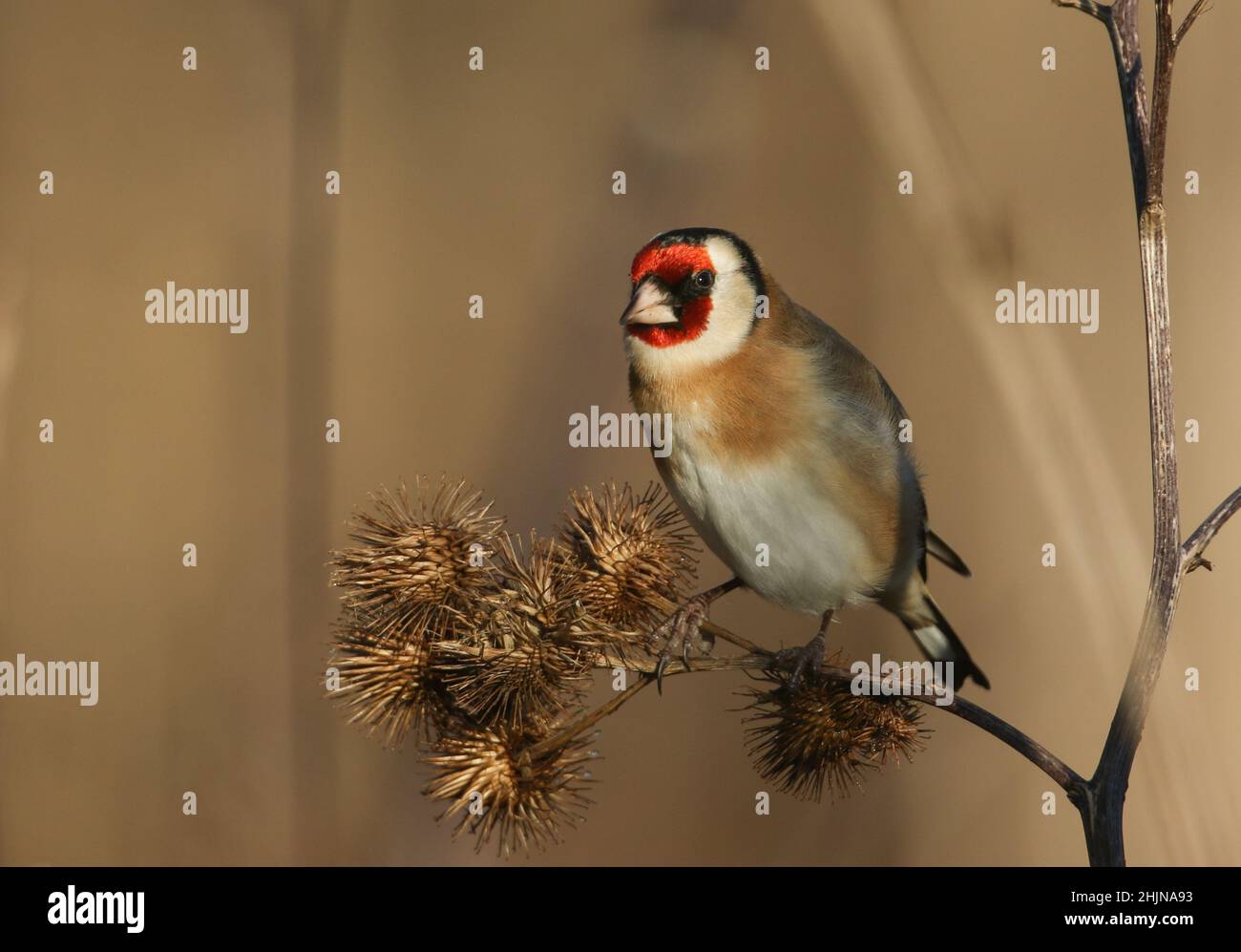 Ein wunderschöner Goldfink, Carduelis carduelis, thront und ernährt sich von den Samen einer wilden Großburdock-Pflanze. Stockfoto