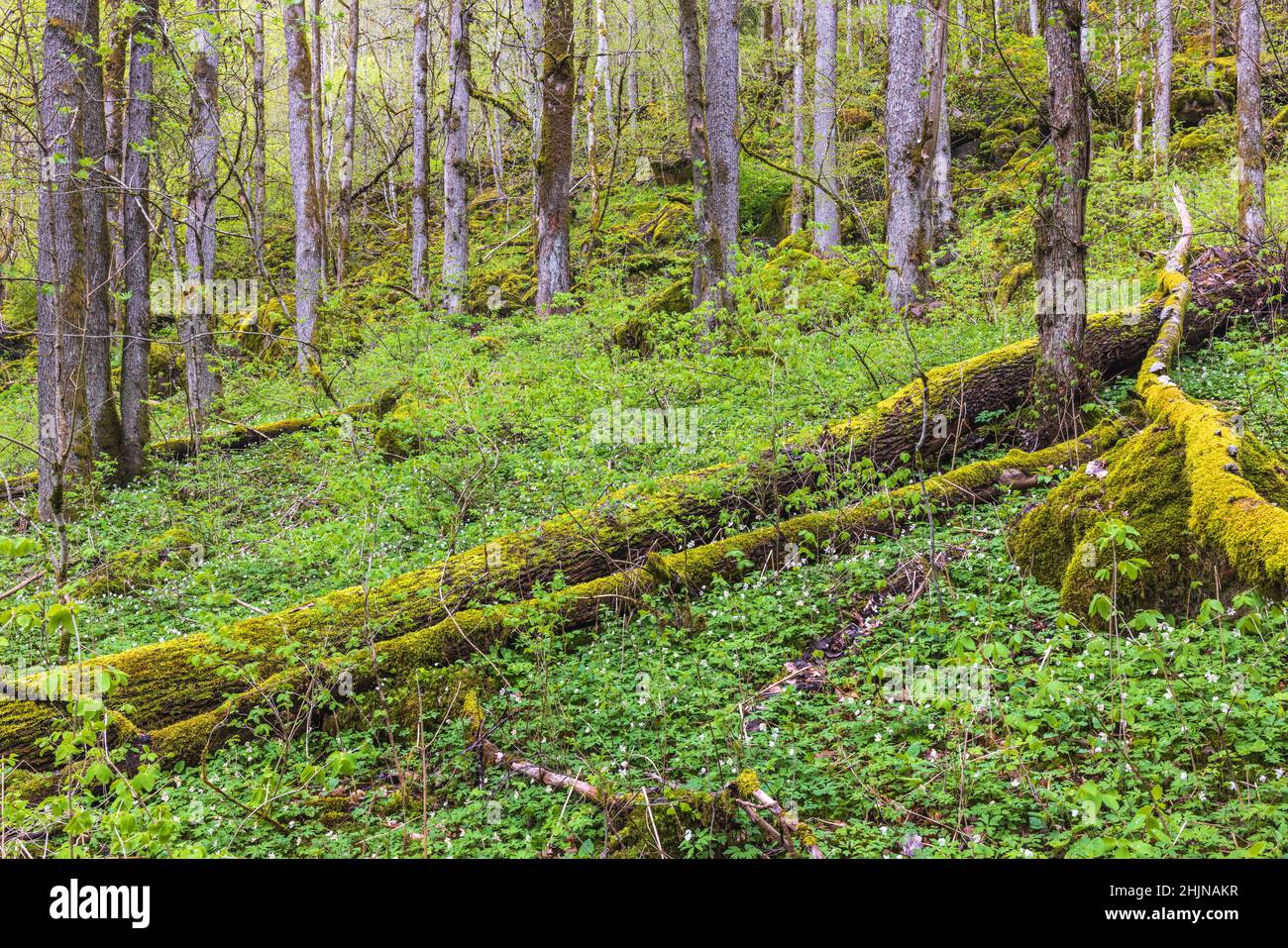 Gefallene alte moosige Baumstämme in einem Wald Stockfoto