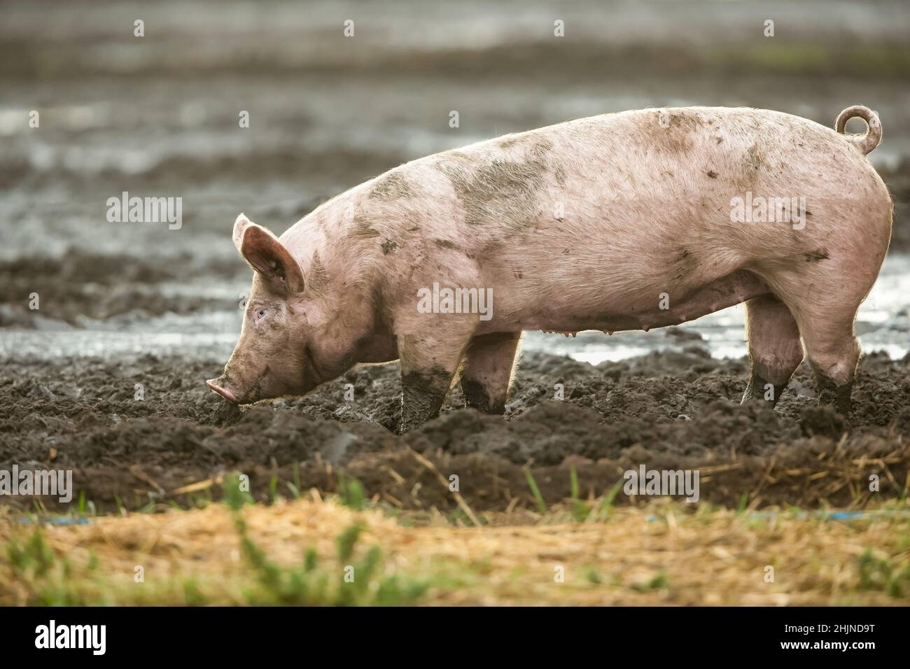 Schwein wird im Freien in natürlicher Umgebung aufgezogen und darf im Schlamm Futter und Wache halten. Ein junges weibliches Schwein oder eine Vergoldung mit Blick nach links. Horizontal. Cop Stockfoto