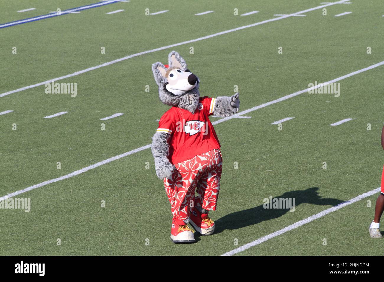 Der Chef von Kansas City ist Mascott auf einem Fußballfeld in Kansas, das an einem farbenfrohen Tag hell und farbenfroh ist. Stockfoto