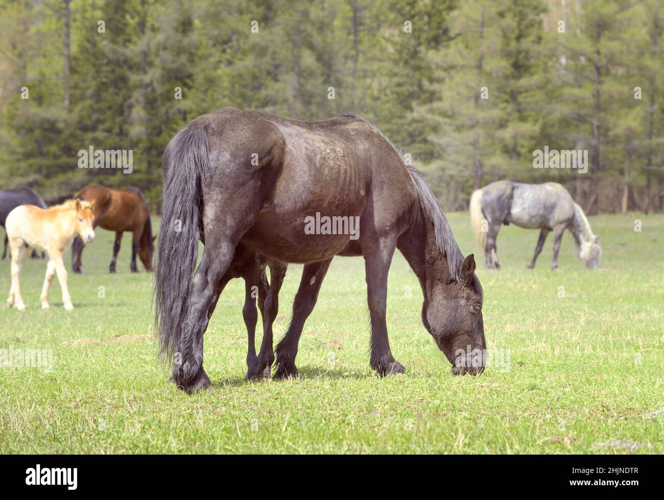 Pferde im Altai-Gebirge. Haustiere mit Fohlen auf einer Frühlingsweide vor dem Hintergrund eines Nadelwaldes. Selektiver Fokus. Sibirien, Russland Stockfoto