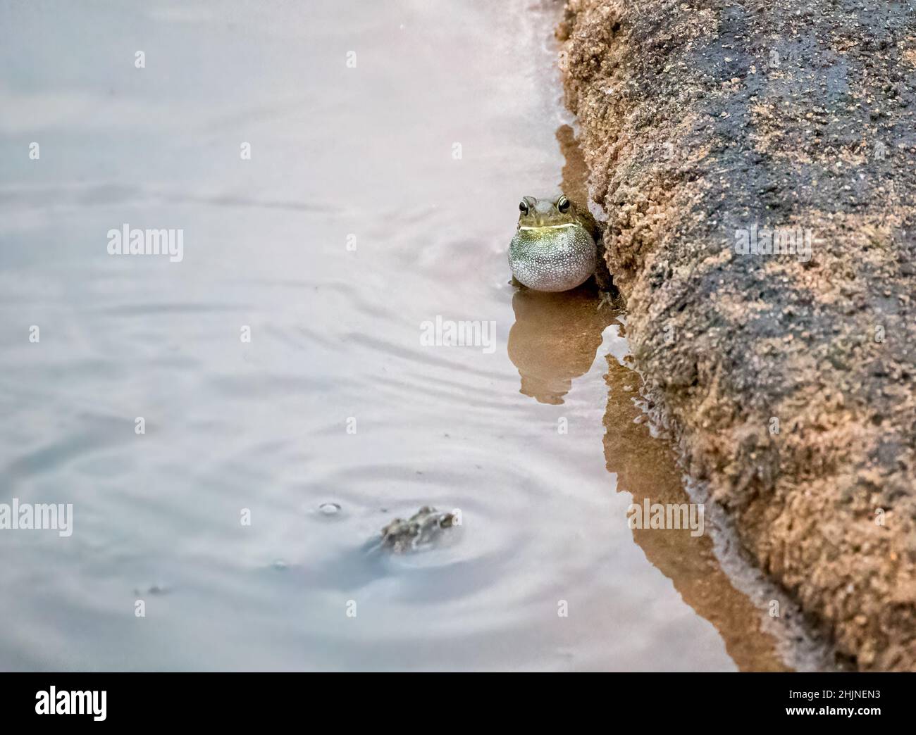 Männliche Kröte mit gutturaler Kröte, Sklerophrys gutturalis, mit ausgedehntem Stimmsack. Dieses Männchen ruft nach einem Partner und nutzt die Stimmblase, um Weibchen anzuziehen. Krüger Stockfoto