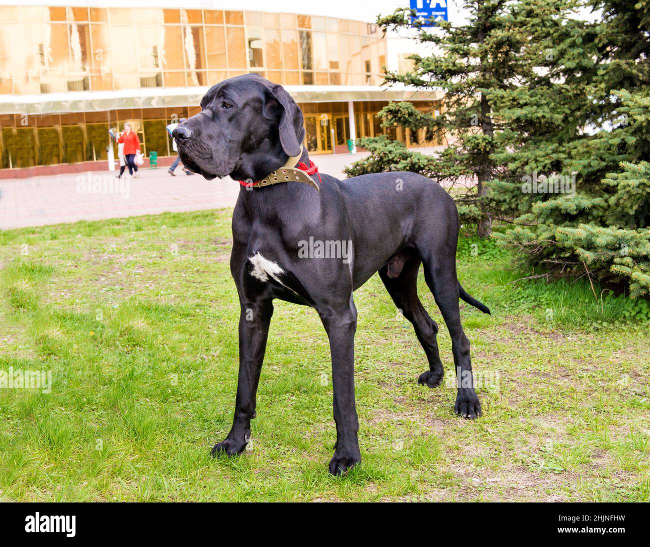 Toller Däne. Die Dogge liegt auf dem Gras. Stockfoto