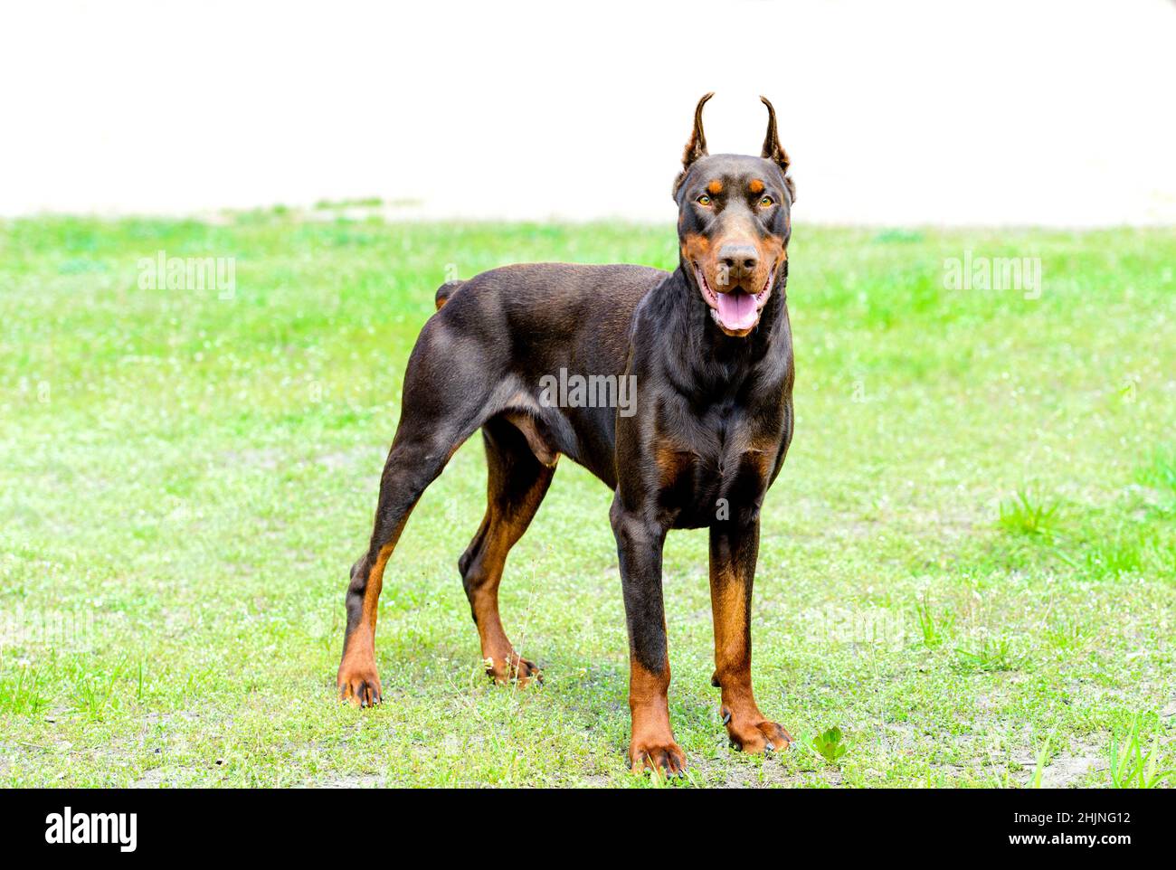 Dobermann Braun. Der Dobermann ist auf dem grünen Rasen im Park. Stockfoto