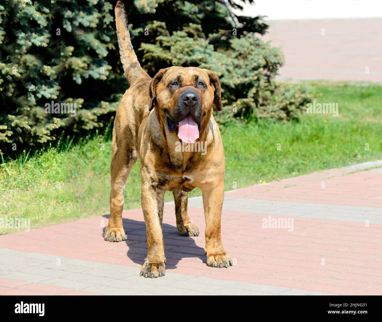 Canary Mastiff im vollen Gesicht. Der Kanarenmastiff befindet sich im Stadtpark. Stockfoto