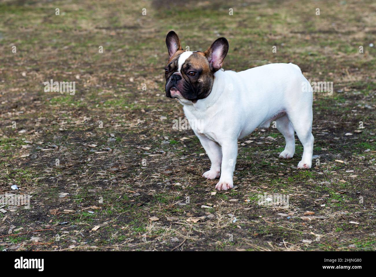 Französische Bulldog-Looks. Die französische Bulldogge befindet sich im Park. Stockfoto