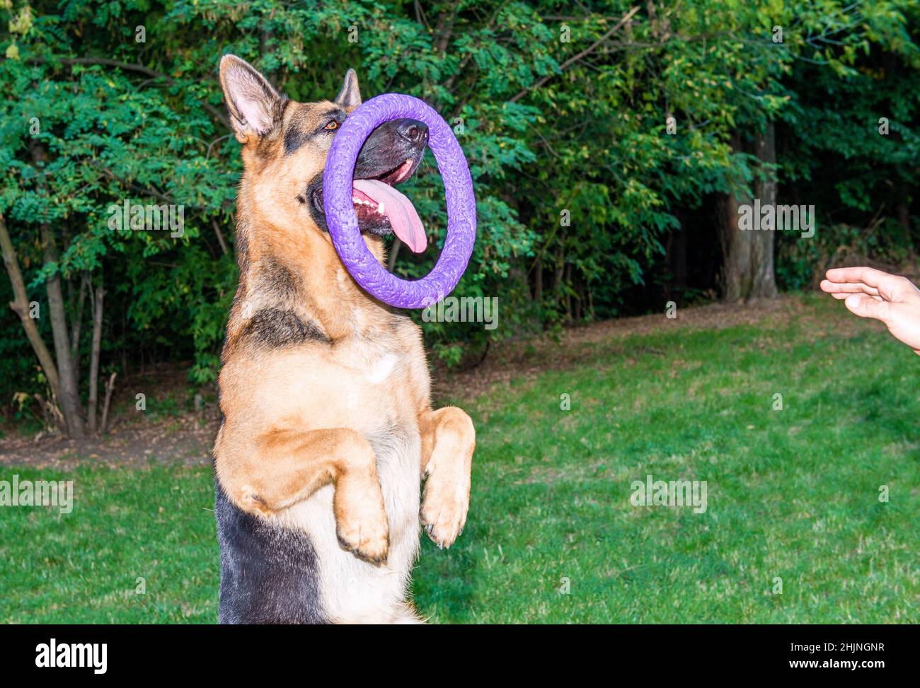 Deutscher Schäferhund mit Abzieher. Der deutsche Hirte steht mit dem Abzieher auf der Nase. Puller ist das Trainingsgerät für Hunde. Stockfoto