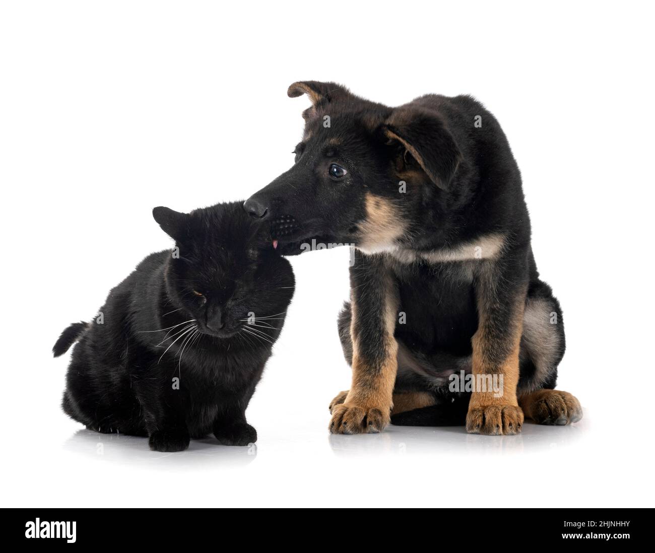 Welpen deutscher Schäferhund und Katze vor weißem Hintergrund Stockfoto