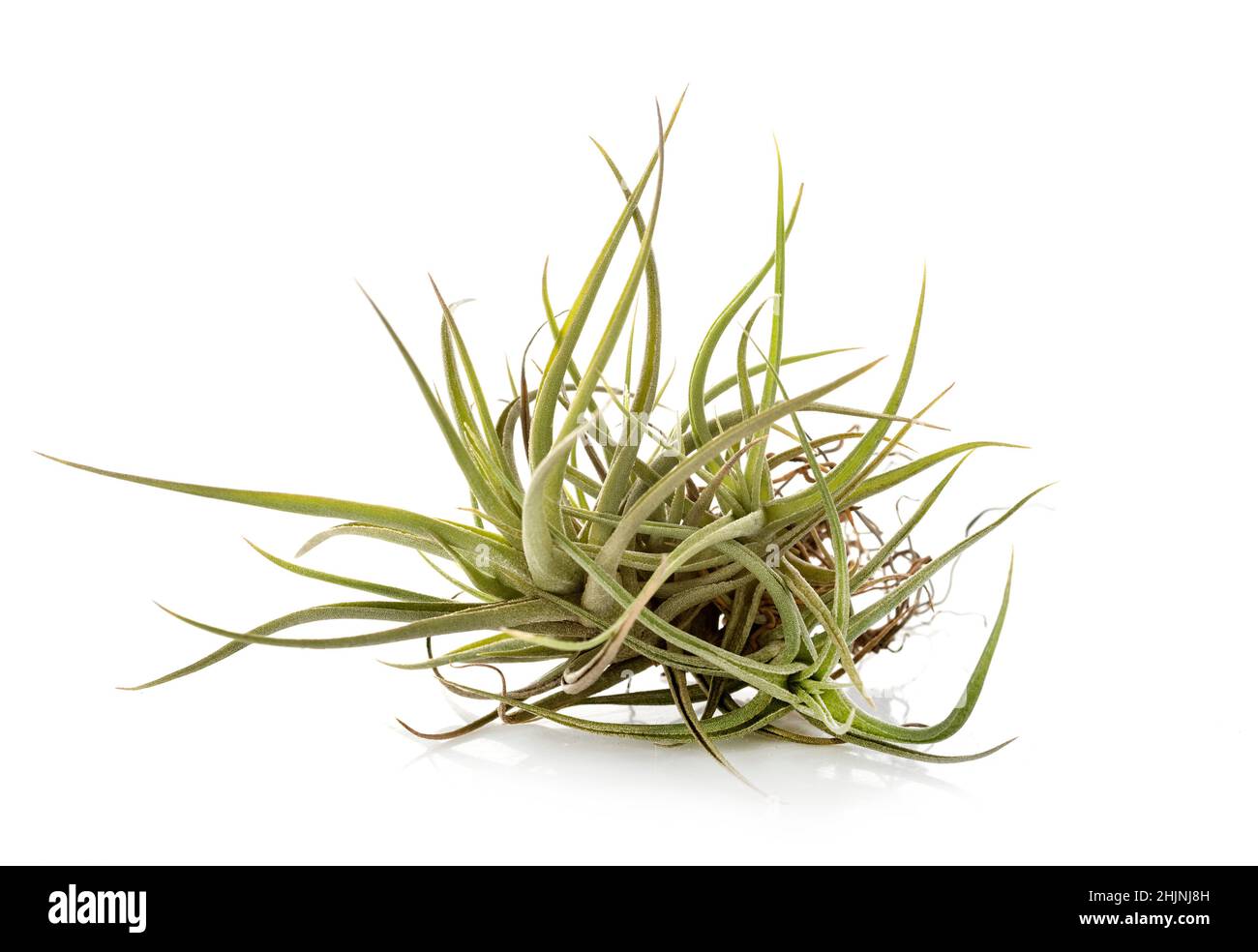 tillandsia Pflanze vor weißem Hintergrund Stockfoto