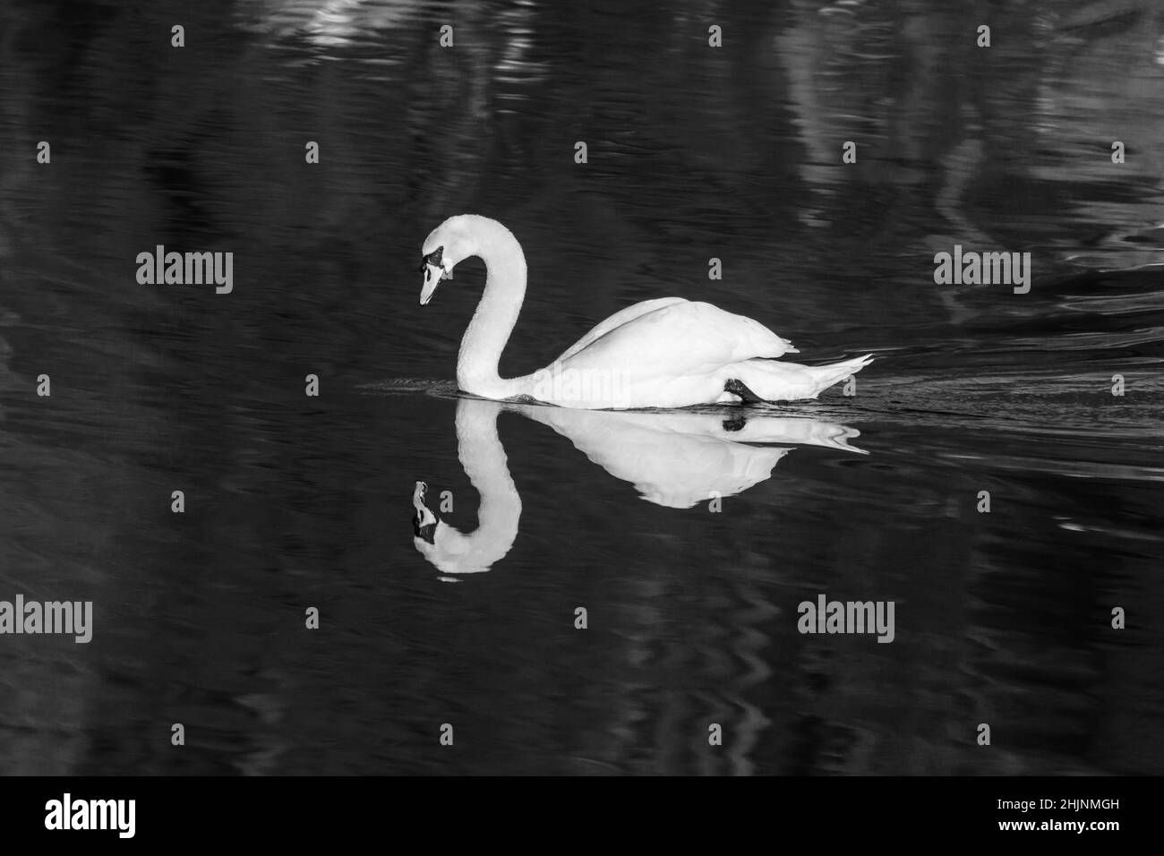 Mute Swan (Cygnus olor) Reflection on Bodenham Lake Herefordshire England, Januar 2022. Stockfoto