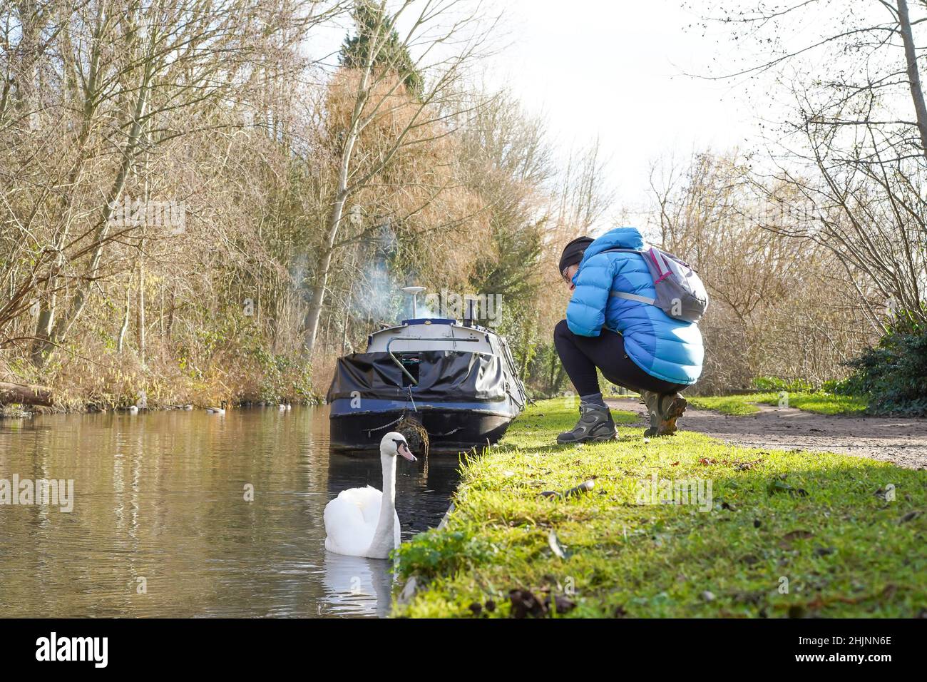 Frau, die sich auf dem Abschleppweg des britischen Kanals hockend hinunterhockend, um den stummen Schwan zu sehen, der im Kanalwasser schwimmt. Stockfoto