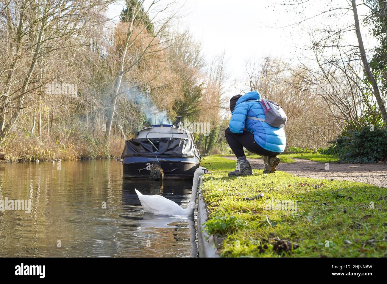 Frau, die sich auf dem Abschleppweg des britischen Kanals hockend hinunterhockend, um den stummen Schwan zu sehen, der im Kanalwasser schwimmt. Stockfoto