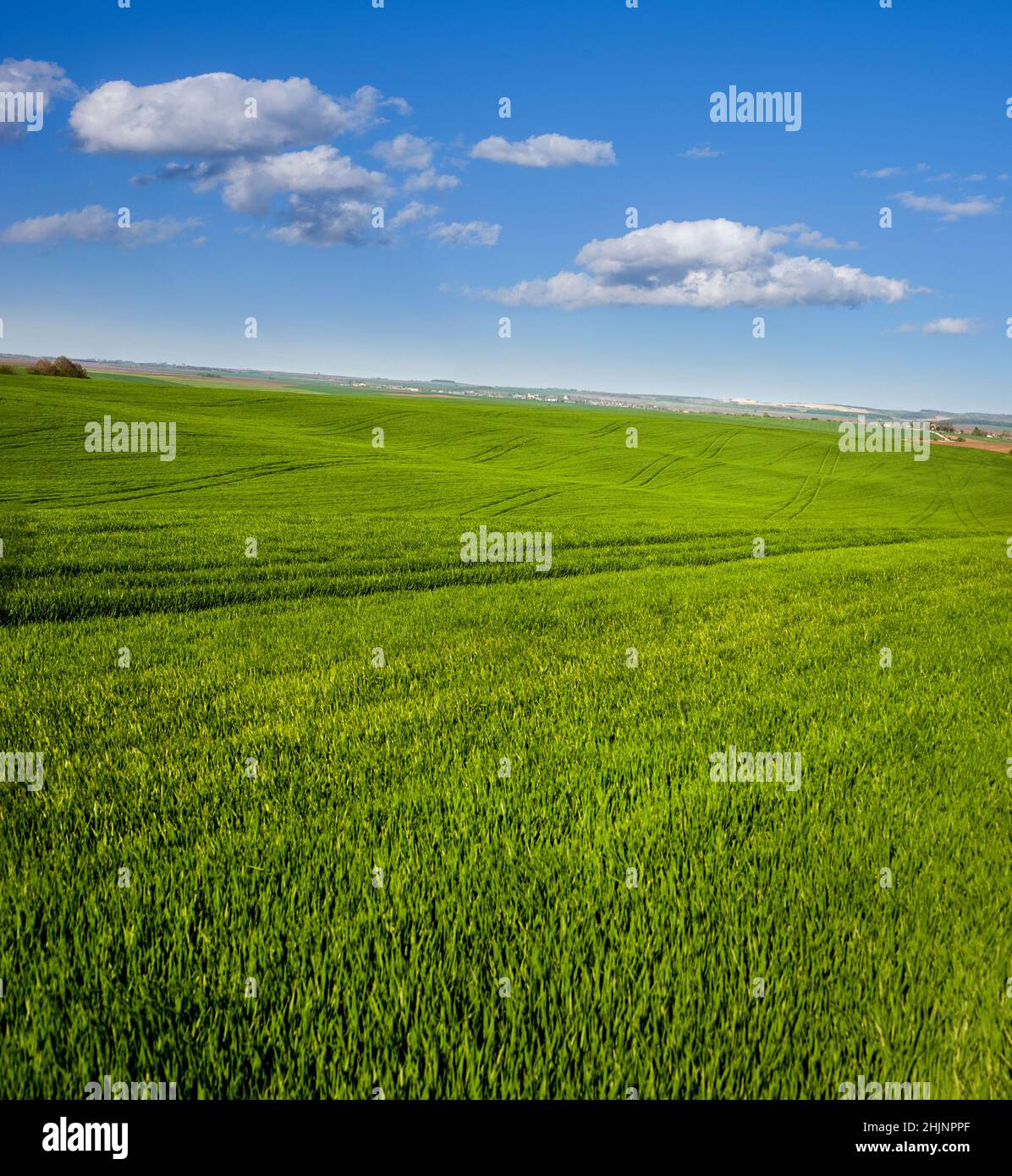 Blick auf die landwirtschaftliche Landschaft von Getreidekeimlingen, grünes Feld von Winterweizen, frühen Frühling mit schönem Himmel Stockfoto
