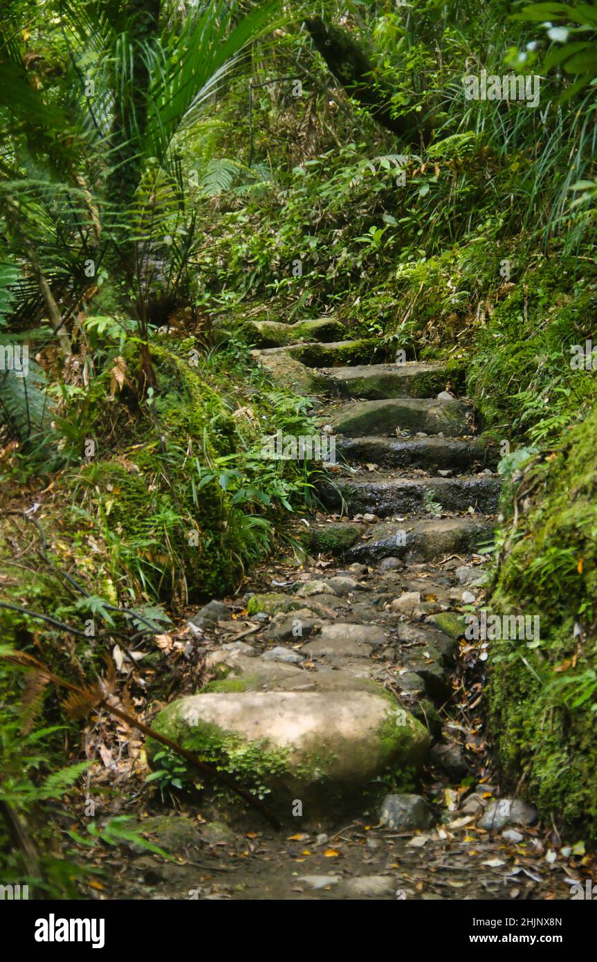 Alter gepflasterter Pfad mit unebenen Stufen durch den subtropischen Regenwald des Kauaeranga Valley, Coromandel, Neuseeland Stockfoto