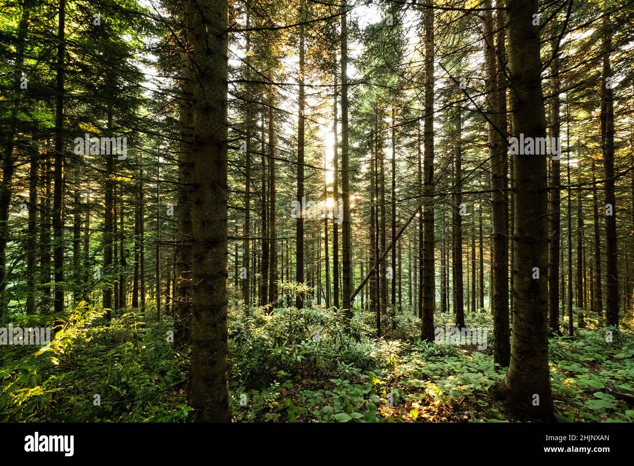 Hinterleuchtete Buchenwälder im Herbst Stockfoto