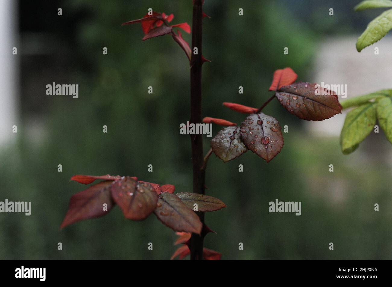 Nahaufnahme von Regentropfen auf den Blättern, vertikales Foto, wunderschöne Ansicht, selektiver Fokus Stockfoto