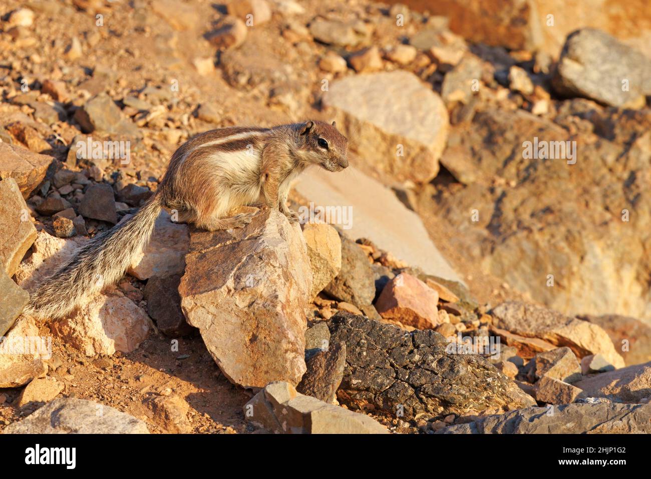 Barbary Ground Squirrel, Mirador del Risco de las Penas, Fuerteventura, Kanarische Inseln, Januar 2022 Stockfoto