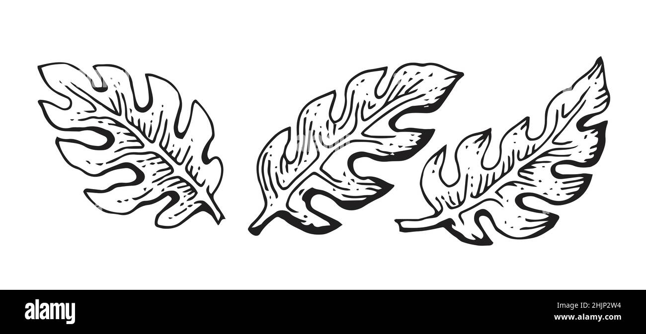 Blätter eines großen Grases. Tropische Pflanze. Handzeichnung Umriss. Skizze exotischer Pflanzen. Isoliert auf weißem Hintergrund. Vektor Stock Vektor
