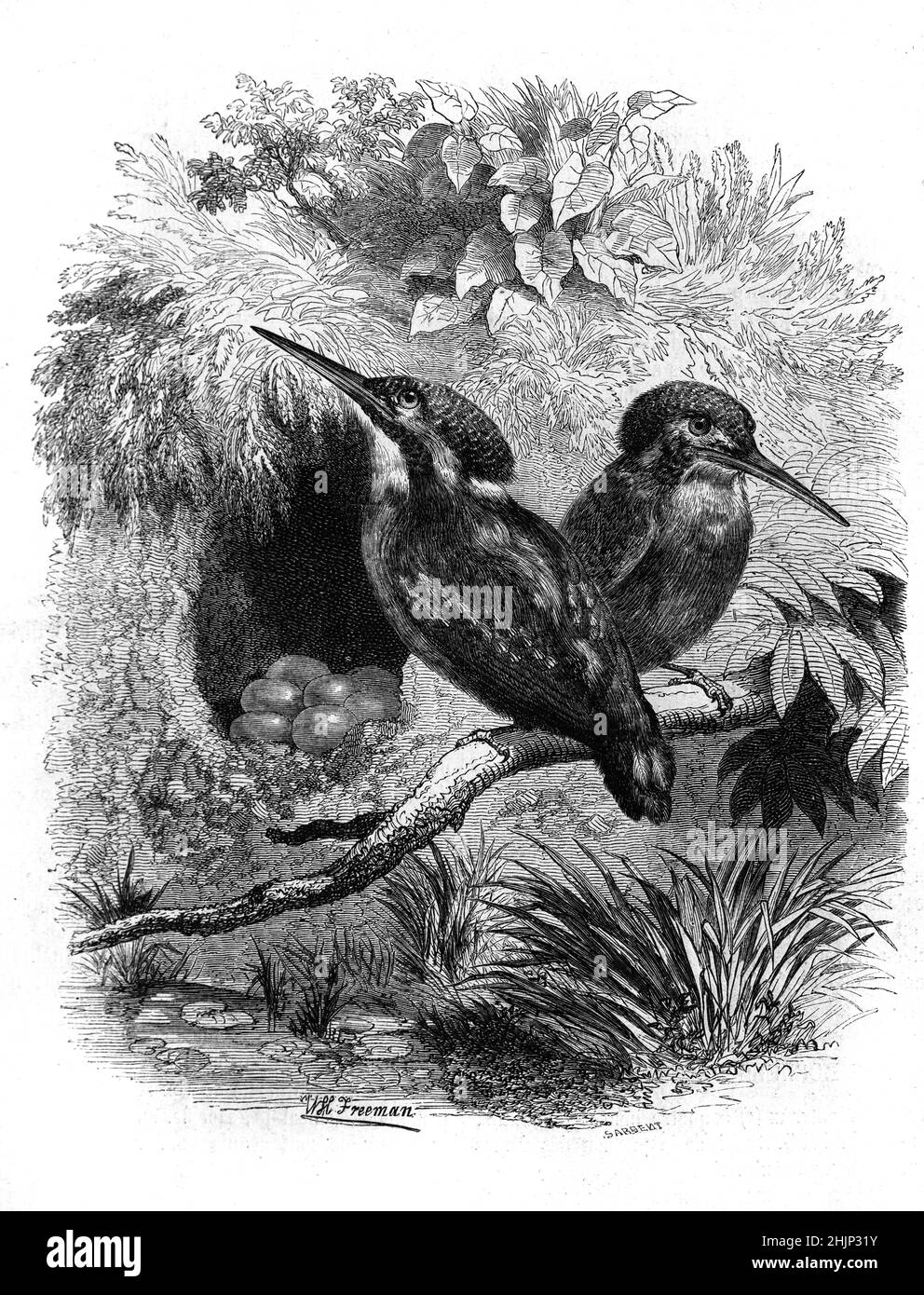 Ein Paar gewöhnlicher Eisvögel, Alcedo atthis, auch Eurasische oder Flusseifer genannt, die auf einem Zweig neben einer Eierkupplung in ihrem Nest thronen. Vintage Illustration oder Gravur 1865 Stockfoto