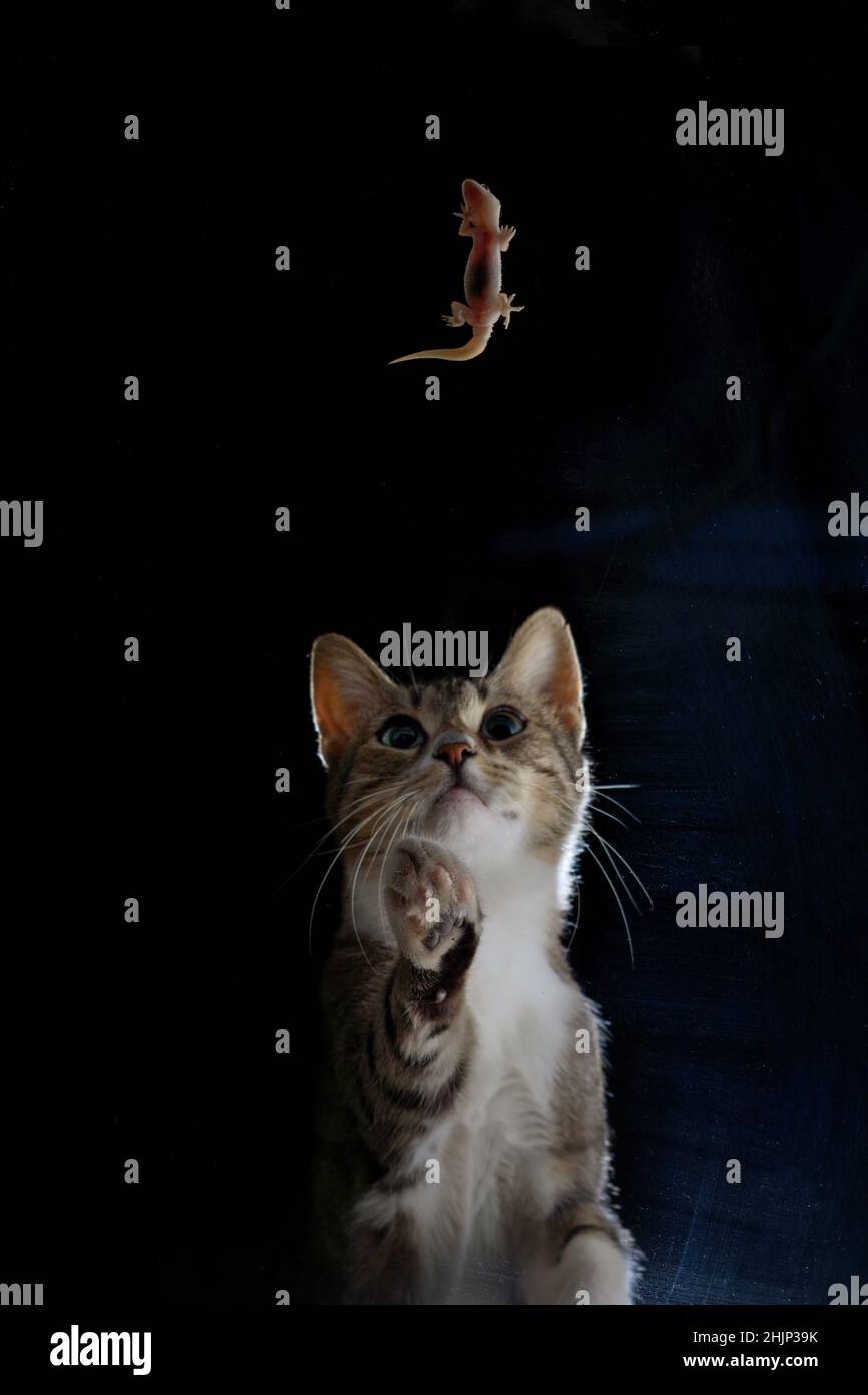 Eine Katze, die Interesse zeigt, wenn sie eine Eidechse sieht Stockfoto
