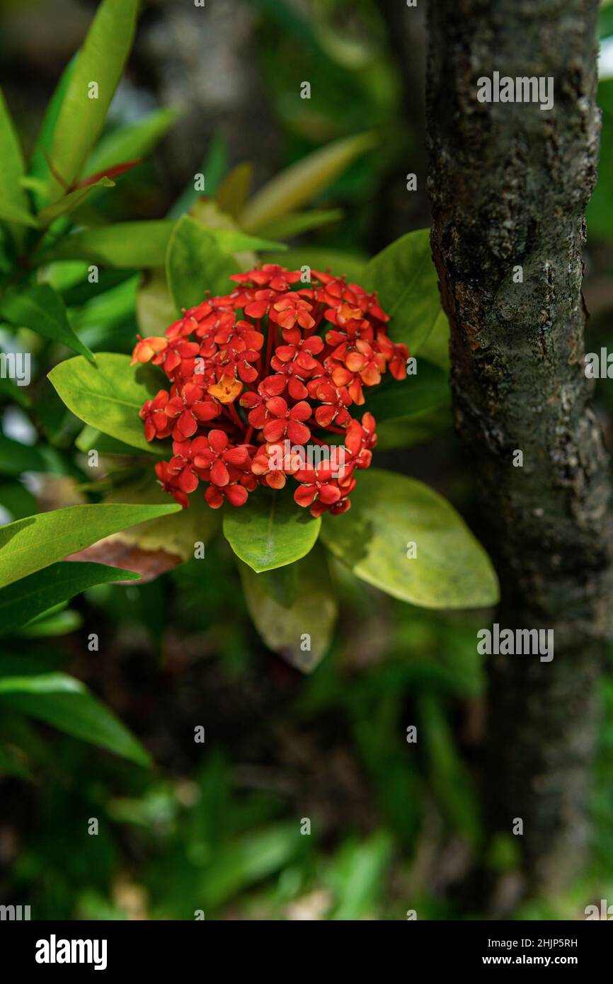 Sehr schöne rote Blüten, die in Indonesien blühen Stockfoto