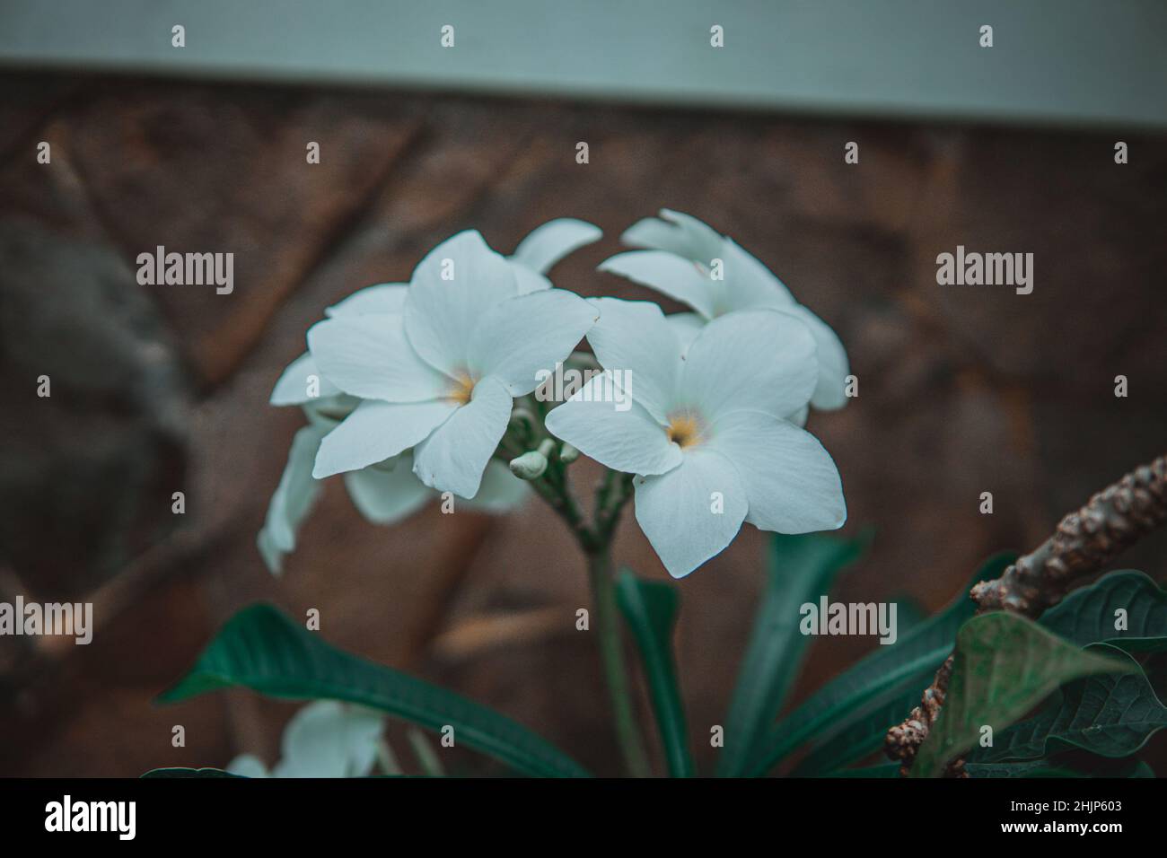 Weiße Blüten, die aus Indonesien blühen, sind sehr schön und attraktiv Stockfoto