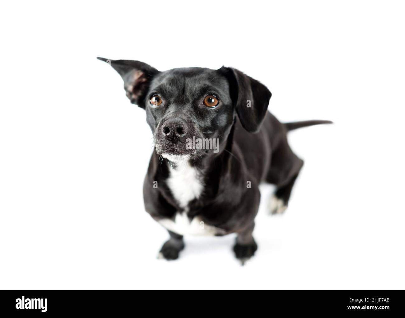 Porträt von oben von scrounger Hund, bitten um Nahrung, Mischlingshund mit Neugier auf isolierten weißen Hintergrund Stockfoto