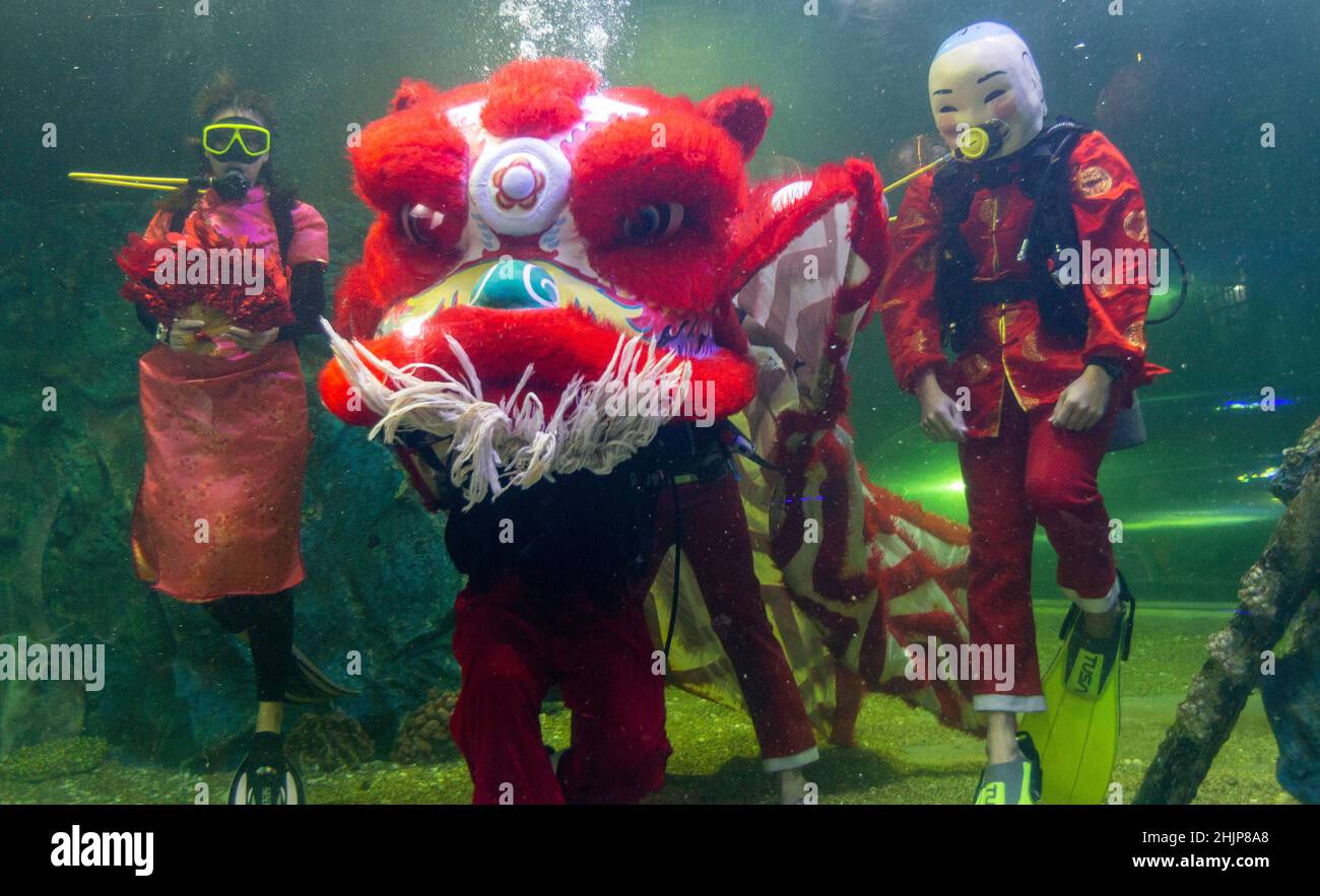 Chiang Mai, Thailand. 31st Januar 2022. Taucher führen den Unterwasserlöwentanz im Chiang Mai Zoo Aquarium während der Neujahrsfeier durch.nach Abschluss des Unterwasser-Löwentanzes für das Mondneujahr. Der Löwentanz ist eine verheißungsvolle Show, ein Symbol für Glück und Glück im Chiang Mai Zoo Aquarium in Chiang Mai, Thailand. Kredit: SOPA Images Limited/Alamy Live Nachrichten Stockfoto
