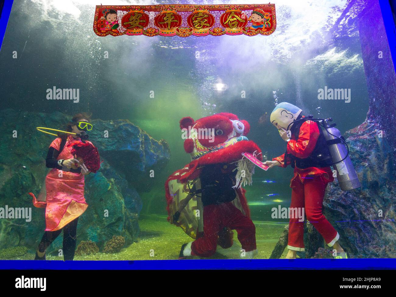 Chiang Mai, Thailand. 31st Januar 2022. Taucher führen den Unterwasserlöwentanz im Chiang Mai Zoo Aquarium während der Neujahrsfeier durch.nach Abschluss des Unterwasser-Löwentanzes für das Mondneujahr. Der Löwentanz ist eine verheißungsvolle Show, ein Symbol für Glück und Glück im Chiang Mai Zoo Aquarium in Chiang Mai, Thailand. Kredit: SOPA Images Limited/Alamy Live Nachrichten Stockfoto