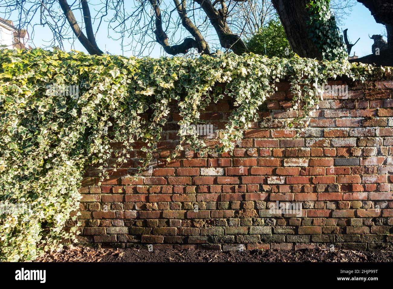 Ivy wächst über einer alten, verwitterten Ziegelmauer Stockfoto