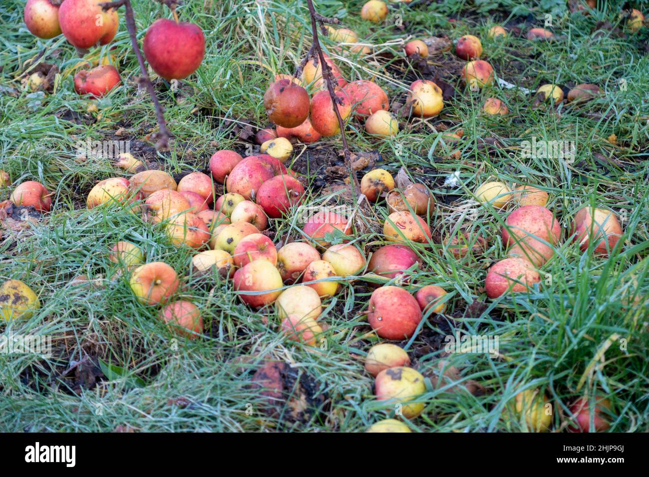 Äpfel, die in einem heimischen Garten gefallen sind, bilden einen Baum und verfaulen auf dem Boden. Stockfoto