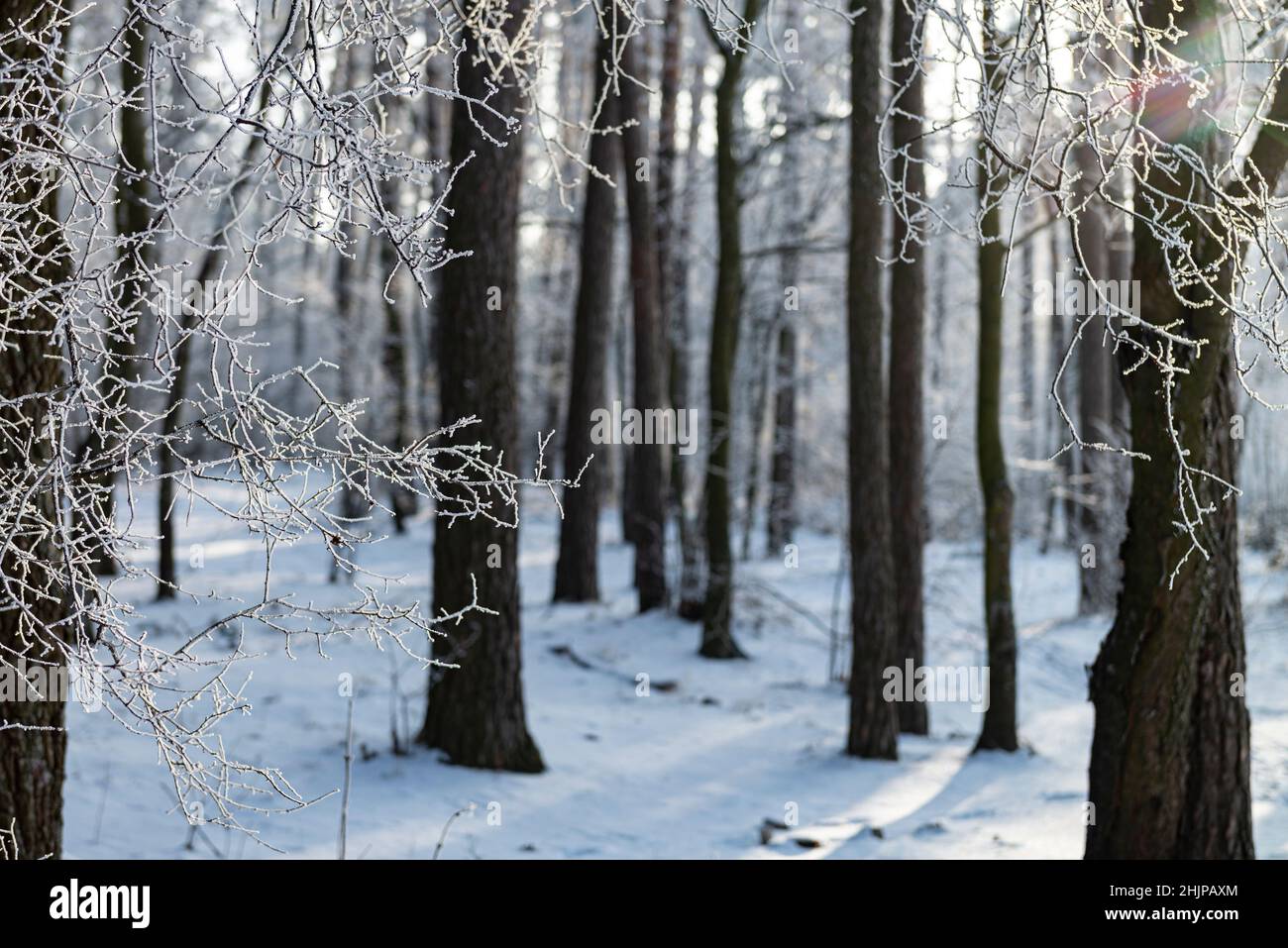 Schöner Wintermorgen im Park. Reif auf den gefrorenen Bäumen. Selektive Fous auf Ästen Stockfoto