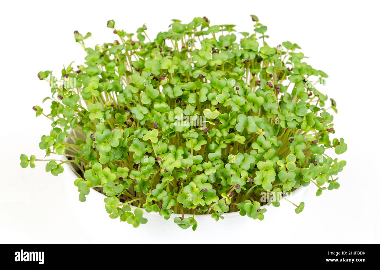 Schwarze Senf-Microgreens, in weißer Schale, Vorderansicht über Weiß. Junge Blätter, Triebe und Kotyledone von Brassica nigra, einem essbaren Kraut. Stockfoto